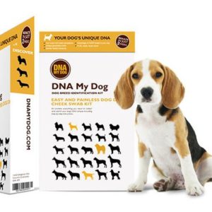 똥개가 되고 비로소 보이는 것들 ㅣ 똥개족보 찾아주기 | 댕댕이 DNA 체크 킷